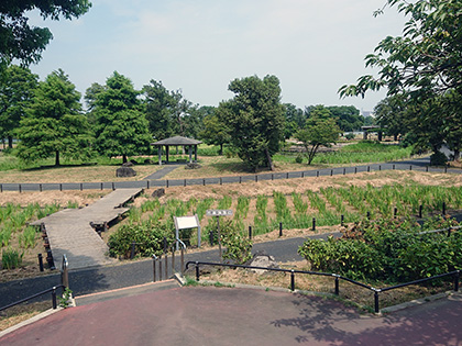 水元公園